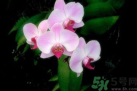 父親節(jié)送什么花好？父親節(jié)送什么花？