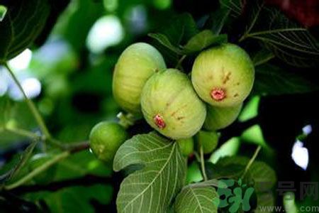 無花果是發(fā)物嗎？無花果樹不是發(fā)物？