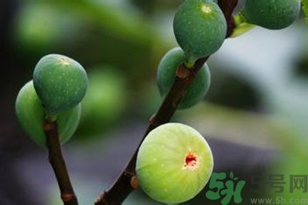 無花果是酸性還是堿性？無花果是堿性嗎？