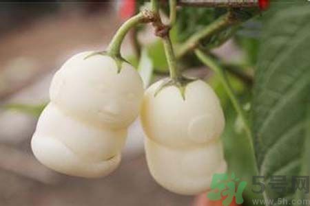 人參果是發(fā)物嗎？人參果是不是發(fā)物？