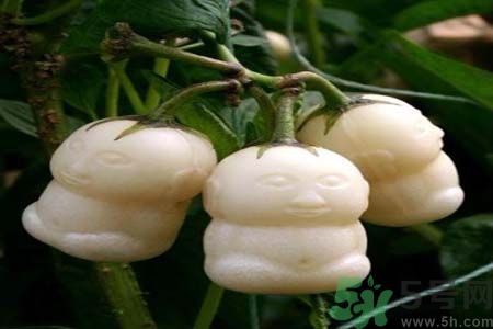 哺乳期可以吃人參果嗎？哺乳期吃人參果好嗎？