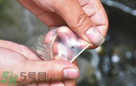 3個(gè)月懷孕2次 怎么辨別避孕套優(yōu)劣？
