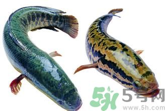 吃黑魚(yú)對(duì)傷口會(huì)好的快些嗎?吃黑魚(yú)的好處