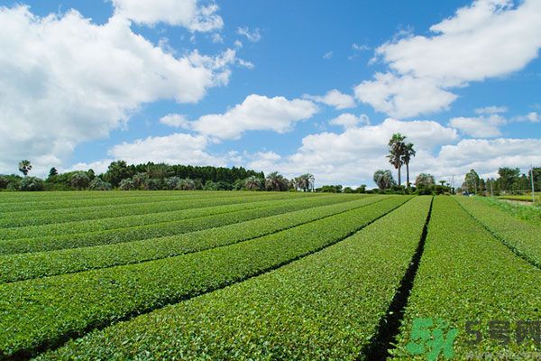 綠茶可以去黑眼圈嗎？綠茶去黑眼圈的方法