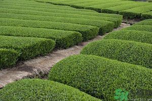 綠茶可以去黑眼圈嗎？綠茶去黑眼圈的方法