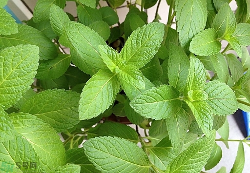 薄荷能美白嗎？薄荷有什么功效和作用？