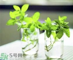 薄荷能美白嗎？薄荷有什么功效和作用？