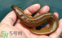 泥鰍死了還能吃嗎？死泥鰍能不能吃？