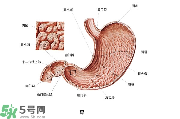 防胃癌的食物有哪些？多吃什么預(yù)防胃癌？