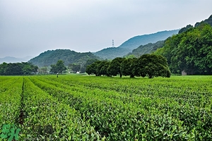 綠茶是酸性還是堿性?綠茶是酸性的嗎？