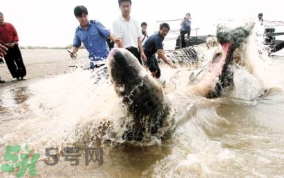 發(fā)洪水怎么抓魚？發(fā)洪水時的抓魚方法