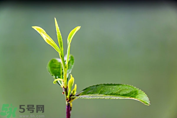 綠茶是酸性還是堿性?綠茶是酸性的嗎？