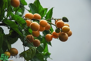 孕婦能吃黃皮果嗎？孕婦吃黃皮果好嗎？