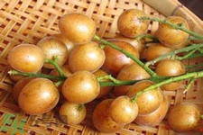 黃皮果是不是發(fā)物？黃皮果是發(fā)物嗎？