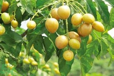 黃皮果是不是發(fā)物？黃皮果是發(fā)物嗎？