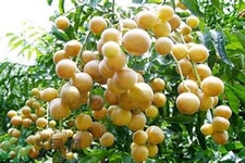黃皮果果核可以吃嗎？黃皮果果核有什么功效？