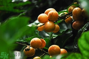 孕婦能吃黃皮果嗎？孕婦吃黃皮果好嗎？