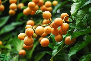 孕婦能吃黃皮果嗎？孕婦吃黃皮果好嗎？