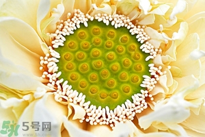 蓮蓬是什么東西？蓮蓬是什么顏色的？