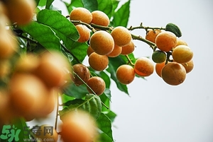 孕婦能吃黃皮果嗎？孕婦吃黃皮果好嗎？