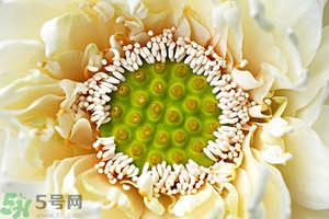 蓮蓬是什么東西？蓮蓬是什么顏色的？