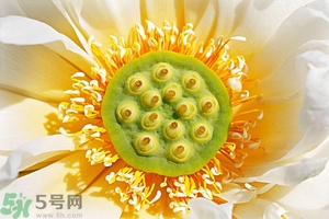 蓮蓬可以多吃嗎？蓮子吃多了會怎樣？
