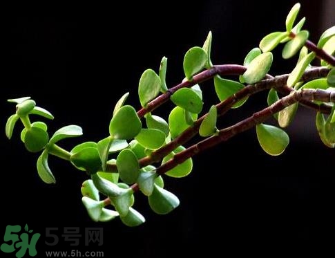 馬齒莧是熱性還是涼性？馬齒莧是涼性嗎？
