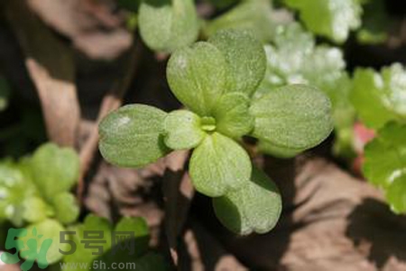 馬齒莧是不是發(fā)物？馬齒莧是發(fā)物嗎？