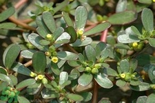 馬齒莧是不是發(fā)物？馬齒莧是發(fā)物嗎？