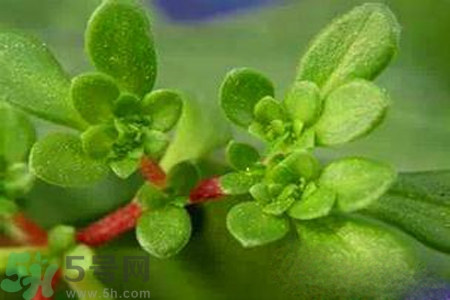 馬齒莧是不是發(fā)物？馬齒莧是發(fā)物嗎？