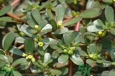 馬齒莧是酸性還是堿性？馬齒莧是堿性嗎？