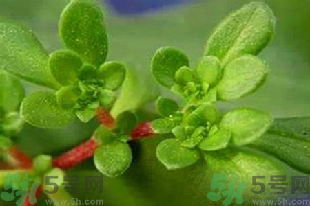 馬齒莧是酸性還是堿性？馬齒莧是堿性嗎？