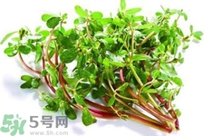 馬齒莧能治療扁平疣嗎？馬齒莧怎么治療扁平疣？