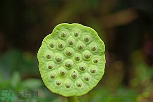 蓮蓬可以多吃嗎？蓮子吃多了會怎樣？