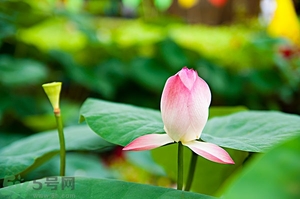 蓮蓬可以多吃嗎？蓮子吃多了會怎樣？