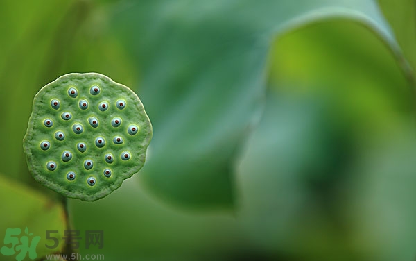 蓮子芯泡茶有什么功效？蓮子心的功效與作用