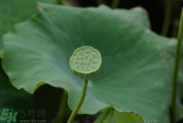 蓮子芯泡茶有什么功效？蓮子心的功效與作用