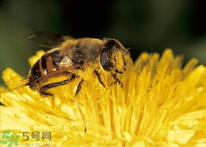 蜂蜜放久了有酒味是怎么回事？蜂蜜有酒味還能喝嗎？