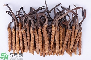 冬蟲夏草是怎么形成的？冬蟲夏草是蟲子嗎？