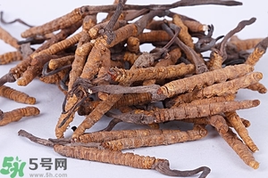 冬蟲夏草是怎么形成的？冬蟲夏草是蟲子嗎？