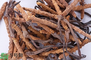 冬蟲夏草是怎么形成的？冬蟲夏草是蟲子嗎？