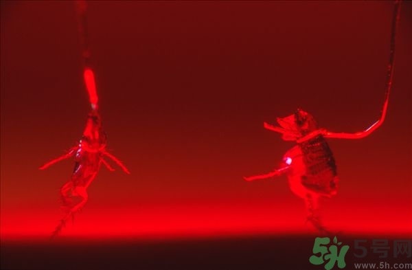家里有跳蚤怎么快速去除？屋里有跳蚤怎么消滅掉？