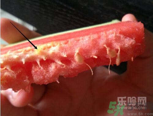 如何辨別催熟的西瓜？催熟的西瓜是什么樣的？