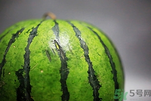 如何辨別催熟的西瓜？催熟的西瓜是什么樣的？