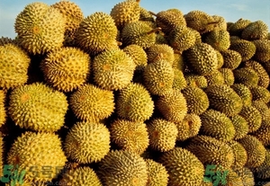 榴蓮能放冰箱嗎？榴蓮放在冰箱能保存幾天？
