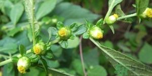 鹿活草真的有嗎？鹿活草貴嗎鹿活草哪里有？