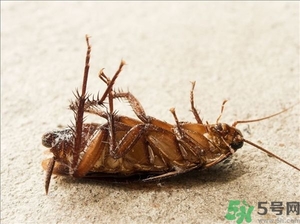 家里有蟑螂怎么辦能除根嗎？家里有蟑螂怎樣能徹底消滅？