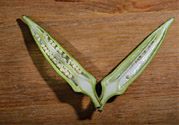 秋葵是轉(zhuǎn)基因食品嗎？秋葵是壯陽的嗎?