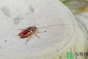 家里有蟑螂怎么辦能除根嗎？家里有蟑螂怎樣能徹底消滅？