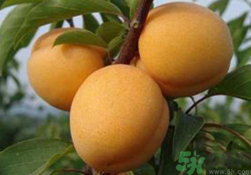 杏子上有黑點是怎么回事？杏子上有斑點可以吃嗎？